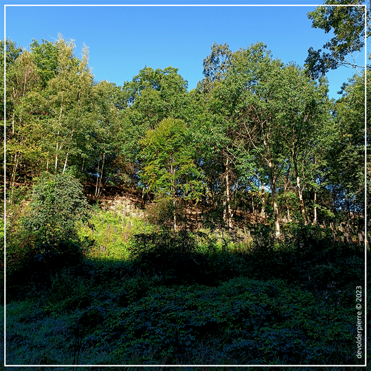 Photo: Domaine de la Julienne à Visé, où la forêt est gérée et certifiée FSC par Sylva Nova..